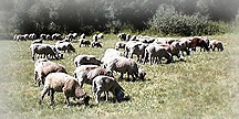 Schafe an der Pegnitz sollen eine Kulturlandschaft erhalten helfen