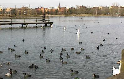 Wöhrder See - die angestaute Pegnitz in Nürnberg